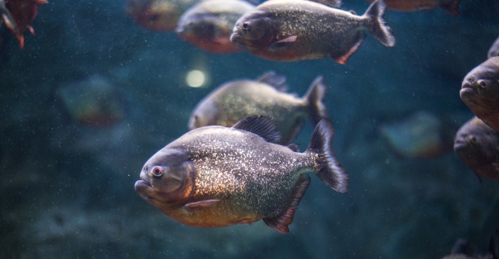 Piranha