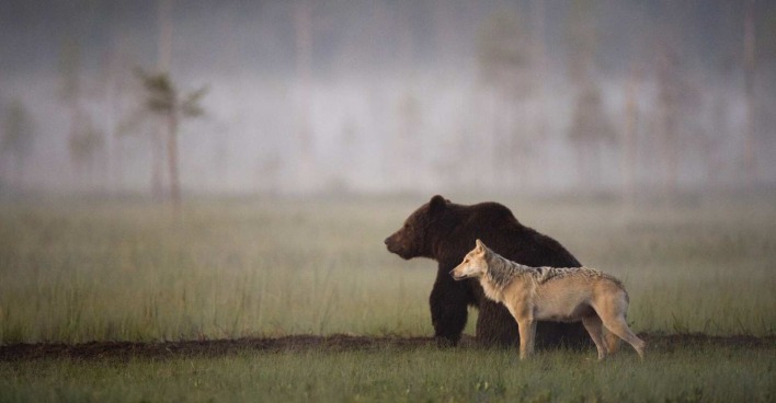 Ein Bär und ein Wolf in freier Wildbahn.