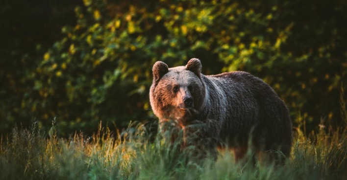 Freilebender Bär auf einer Lichtung.