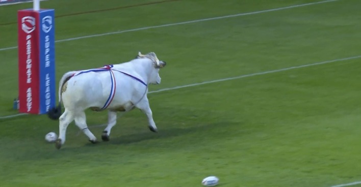 Der weiße Bulle trabt über das Rugby-Spielfeld
