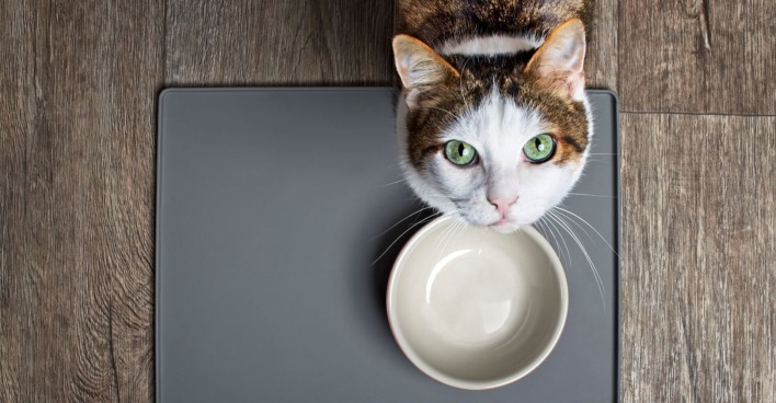 Katze vor ihrer Futterschüssel | Credit: iStock.com/Lightspruch