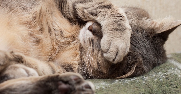 Katze mit der Pfote vor dem Gesicht | Credit: iStock.com/zlyka2008