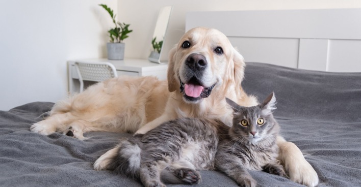 Hund und Katze liegen zusammen auf dem Bett | Credit: iStock.com/Irina Kashaeva