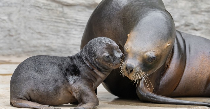 Eine weibliche Robbe kümmert sich um ihr Robbenbaby im Tiergarten Schönbrunn.