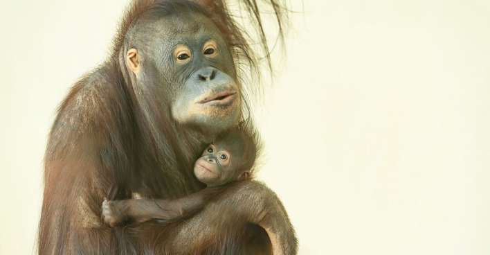 Orang Utan Mutter mit ihrem Baby