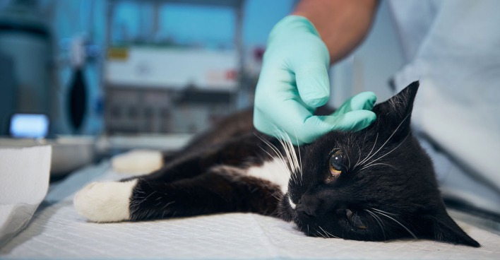 Schwarz-weiße Katze auf dem Behandlungstisch in einer Tierklinik
