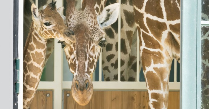 Das Giraffenbaby und seine Mutter in Großaufnahme.