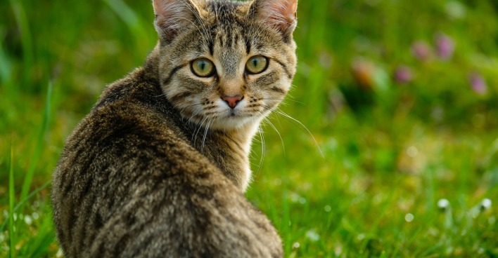 Katze im Freien