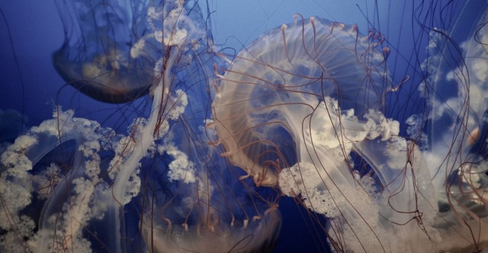 Vier Quallen dicht beieinander unter Wasser