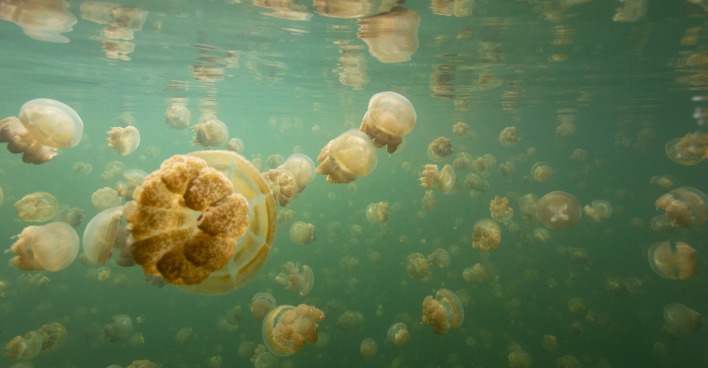 Quallen treiben im Wasser