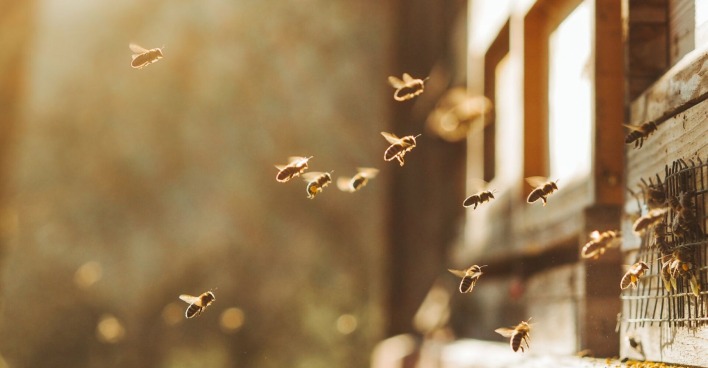Wildbienen im Garten | Credit: iStock.com/Martin Herzog