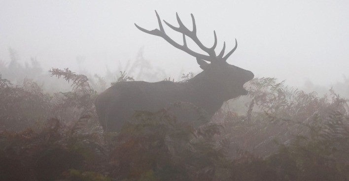 Ein Hirsch steht im nebligen Wald.
