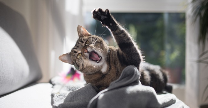 Katze faucht | Credit: iStock.com/Nils Jacobi