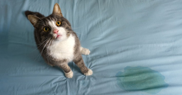 Katze hat auf das Bett gemacht | Credit: iStock.com/Daria Kulkova
