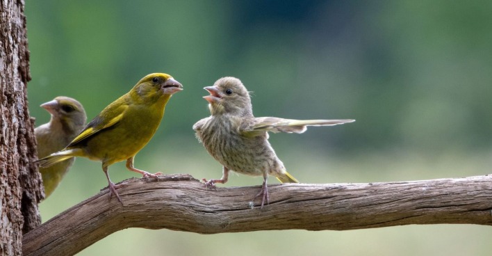 Zwei Vögel scheinen sich zu unterhalten.