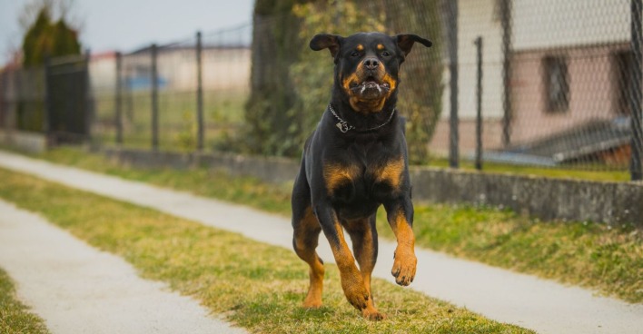 Ein Rottweiler läuft auf der Straße.