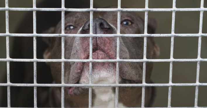 Ein Staffordshire Terrier hinter Gittern.