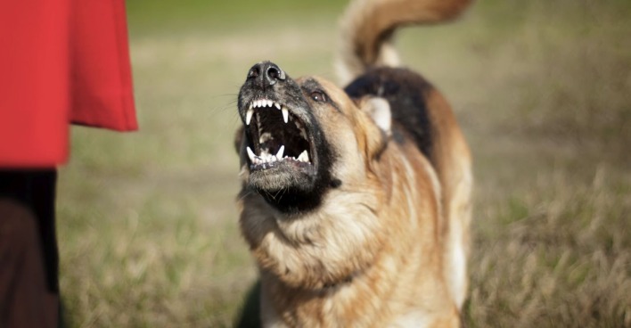 Ein aggressiver Schäferhund.