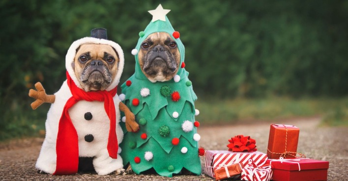 Zwei Möpse in Weihnachtsverkleidung.