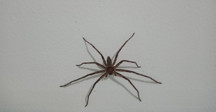 Eine Spinne auf einem weißen Boden.