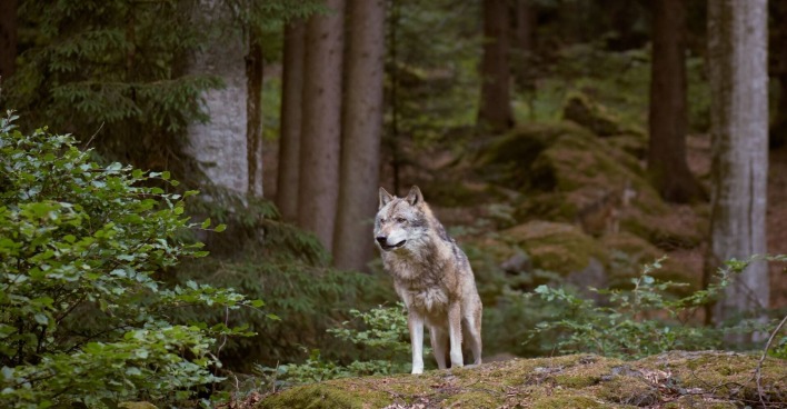 Ein Wolf im Wald.