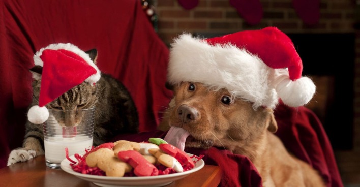 Hund und Katze bekommen Leckerbissen an Weihnachten.