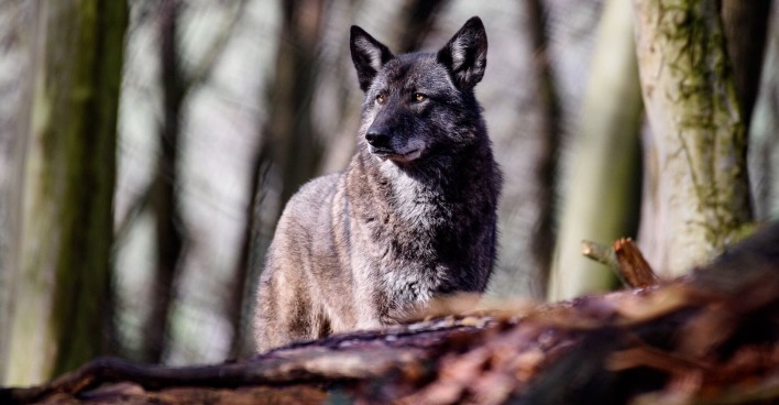 Ein Wolfshybrid im Wald.