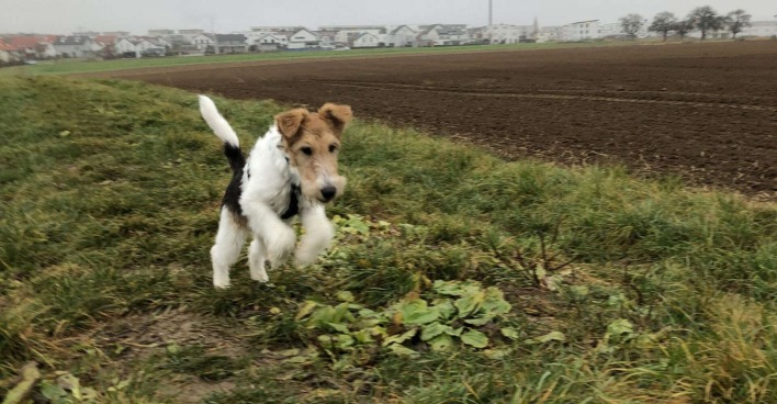 Ein Foxterrier auf einer Wiese.