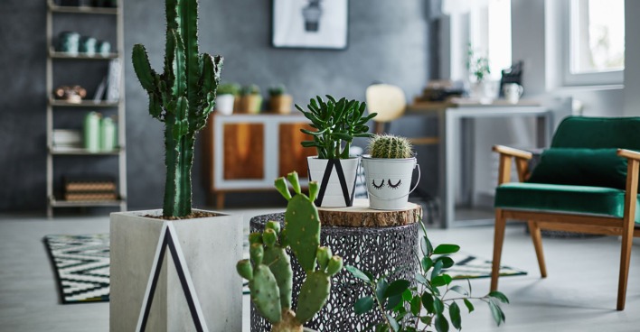 Kakteen stehen im Wohnzimmer | Credit: iStock.com/KatarzynaBialasiewicz