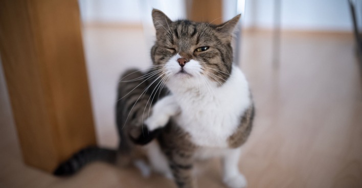 Katzen kratzt sich | Credit: iStock.com/Nils Jacobi