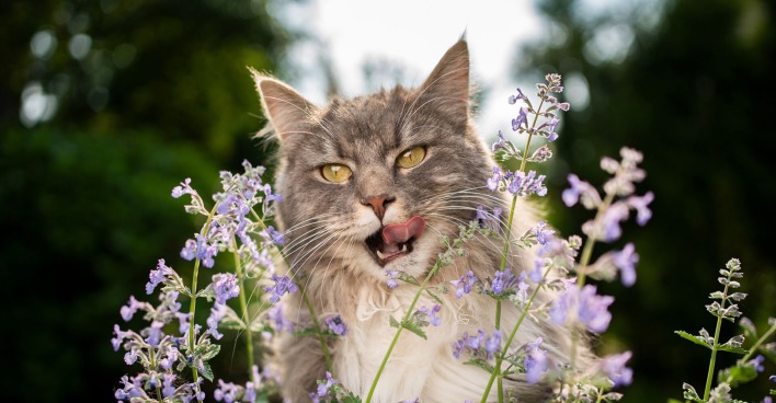 Katzen schnuppert an Katzenminze | Credit: iStock.com/Nils Jacobi