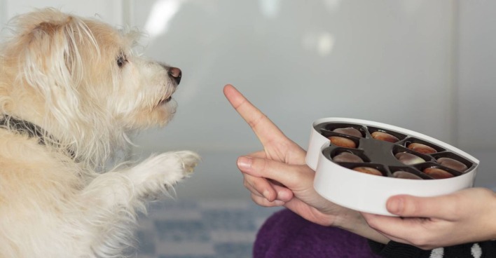 Hund bettelt um Schokoladenpralinen beim Besitzer