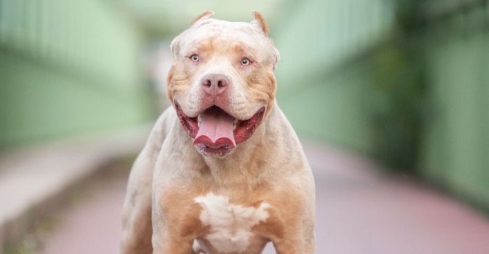 Ein American Bully XL.