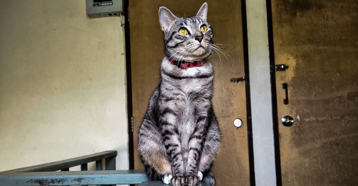 Katze sitzt auf dem Geländer in einem Stiegenhaus.