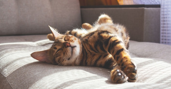 Katze schläft auf Sofa | Credit: iStock.com/Anna Derzhina