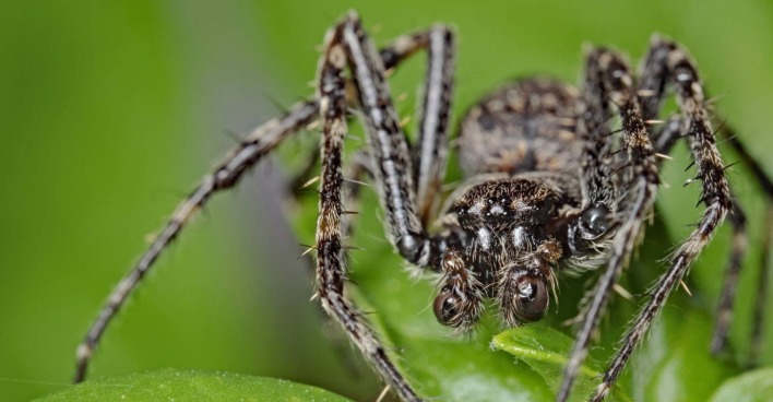 Spinne sitzt auf einer Hauspflanze