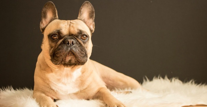 Ein Foto von einer beigen Französischen Bulldogge.