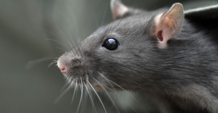 eine graue Ratte mit schwarzen Augen und weißen Barthaaren