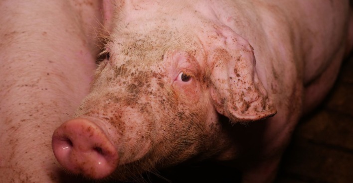 Ein traurig blickendes Schwein.