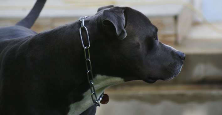 Ein schwarzer American Staffordshire Terrier.