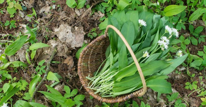 Bärlauch in einen Korb.