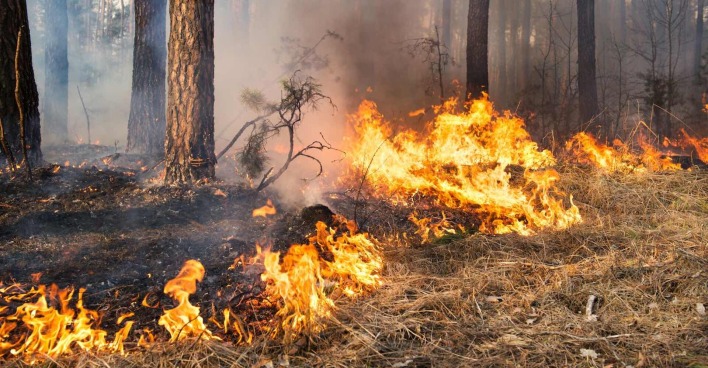 Ein Brand in einem Wald.