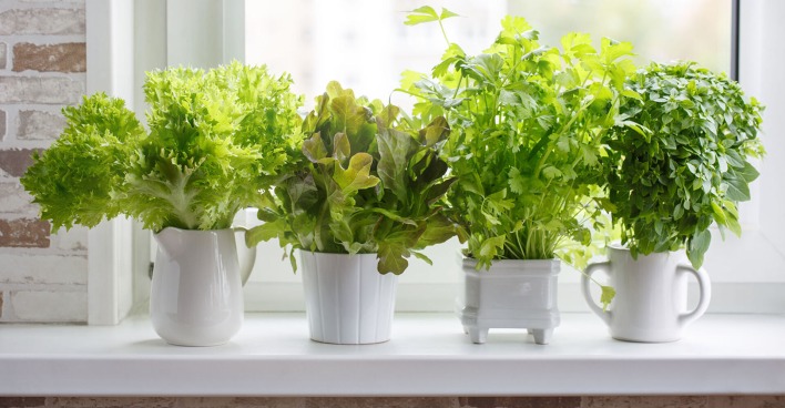 Kräuter und Salate stehen auf einer Fensterbank | Credit: iStock.com/Geshas
