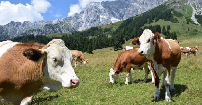 Grasende Kühe auf einer Weide mit Bergen im Hintergrund