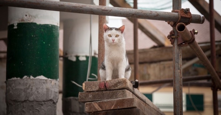 Eine streunende Katze auf einer Baustelle.