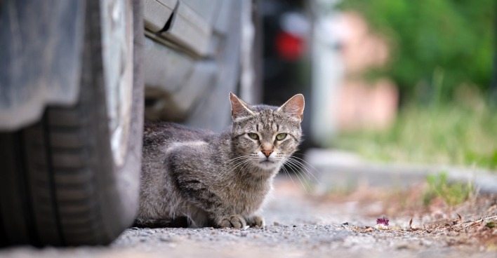 Eine getigerte Katze sitzt unter einem Auto.