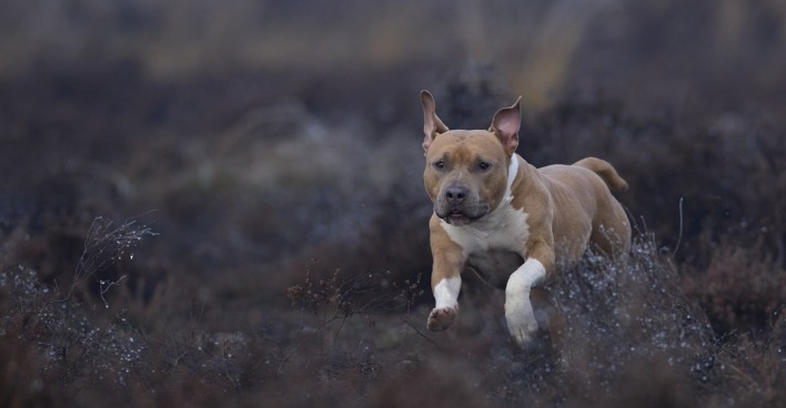 Eine American Staffordshire Terrier läuft über einen Wiese.