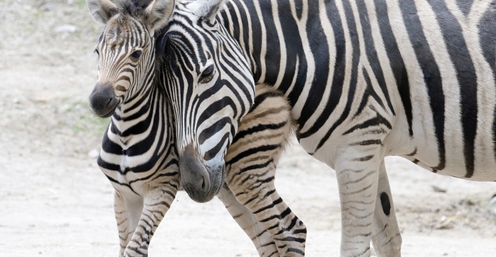 Zwei nahe beieinander stehende Burchell-Zebras