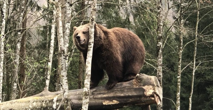 Ein Braunbär sitzt im Wildpark Grünau auf einem Baumstamm. Er kratz seinen Kopf an einer jungen Birke.