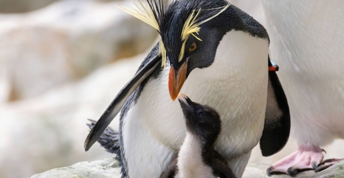 Adulter Felsenpinguin mit Küken